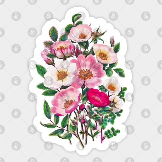 Wild roses Sticker by CatyArte